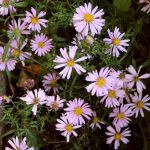 Aster novi-belgii 'Wood's Pink' Aster novi-belgii 'Wood's Pink'