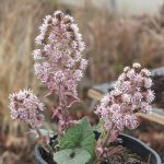 Petasites hybridus Petasites hybridus