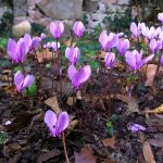 Cyclamen hederifolium Cyclamen hederifolium
