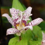 Tricyrtis hirta 'Lightning Strike' Tricyrtis hirta 'Lightning Strike