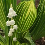 Convallaria majalis 'Albostriata' Convallaria majalis 'Albostriata'