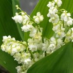 Convallaria majalis 'Prolificans' Convallaria majalis 'Prolificans'