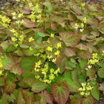 Epimedium x perralchicum 'Fröhnleiten' Epimedium x perralchicum 'Fröhnleiten'