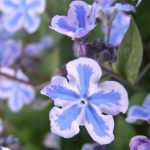 Omphalodes cappadocica 'Starry Eyes' Omphalodes cappadocica 'Starry Eyes'