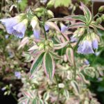 Polemonium reptans 'Stairway to Heaven' Polemonium reptans 'Stairway to Heaven'
