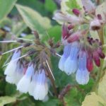 Symphytum grandiflorum 'Goldsmith' Symphytum grandiflorum 'Goldsmith'