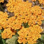 Achillea millefolium 'Terracotta' Achillea millefolium 'Terracotta'