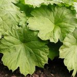 Astilboides tabularis Astilboides tabularis