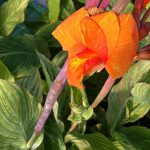 Canna indica 'Durban' Canna indica 'Durban'