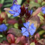 Ceratostigma plumbaginoides Ceratostigma plumbaginoides