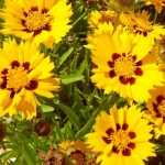 Coreopsis lanceolata 'Walter' Coreopsis lanceolata 'Walter'