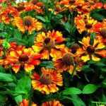 Helenium 'Can Can' Helenium 'Can Can'