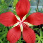 Hibiscus coccineus Hibiscus coccineus