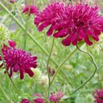 Knautia macedonica 'Mars Midget' Knautia macedonica 'Mars Midget'