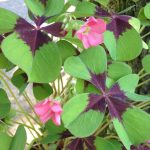 Oxalis deppei 'Iron Cross' Oxalis deppei 'Iron Cross'