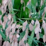 Chasmanthium latifolium Chasmanthium latifolium