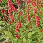 Persicaria amplexicaulis 'JS Delgado Macho' Persicaria amplexicaulis 'JS Delgado Macho'