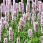 Persicaria bistorta 'Superba' Persicaria bistorta 'Superba'