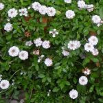 Lippia nodiflora (Phyla nodiflora) Lippia nodiflora (Phyla nodiflora)