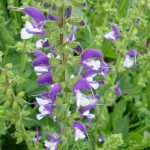 Salvia 'Madeline' Salvia 'Madeline'