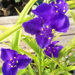 Tradescantia x andersoniana 'Sweet Kate' Tradescantia x andersoniana 'Sweet Kate'