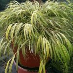 Hakonechloa macra 'Aureola' Hakonechloa macra 'Aureola'