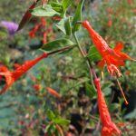 Zauschneria californica Zauschneria californica