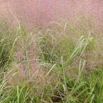 Eragrostis spectabilis Eragrostis spectabilis