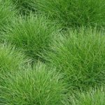 Festuca gautieri Festuca gautieri