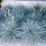 Festuca glauca 'Elijah Blue' Festuca glauca 'Elijah Blue'