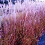 Miscanthus sinensis 'Purpurascens' Miscanthus sinensis 'Purpurascens'