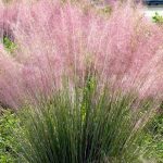 Muhlenbergia capillaris Muhlenbergia capillaris