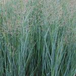 Panicum virgatum 'Heavy Metal' Panicum virgatum 'Heavy Metal'
