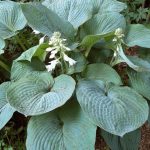 Hosta 'Blue Umbrellas' Hosta 'Blue Umbrellas'