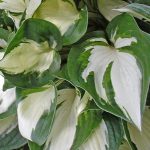 Hosta 'Fire and Ice' Hosta 'Fire and Ice'
