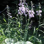 Hosta 'Krossa Regal' Hosta 'Krossa Regal'