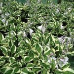 Hosta 'Patriot' Hosta 'Patriot'