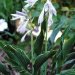 Hosta 'Praying Hands' Hosta 'Praying Hands'