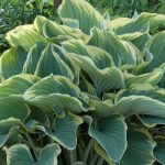 Hosta 'Sagae' Hosta 'Sagae'