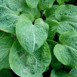 Hosta 'Spilt Milk' Hosta 'Spilt Milk'