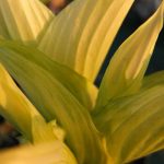 Hosta 'Sun Power' Hosta 'Sun Power'