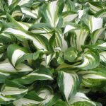 Hosta undulata 'Medio Variegata' Hosta undulata 'Medio Variegata'