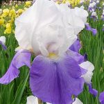 Iris 'Arpege' Iris 'Arpege'