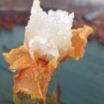 Iris 'Blazing Sunrise' Iris 'Blazing Sunrise'