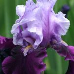 Iris 'Bluebird Wine' Iris 'Bluebird Wine'