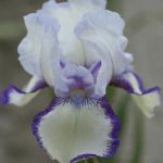 Iris 'Chinkianq' Iris 'Chinkianq'
