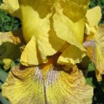 Iris 'Desert Echo' Iris 'Desert Echo'