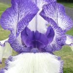 Iris 'Going My Way' Iris 'Going My Way'