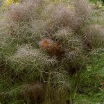 Foeniculum vulgare 'Purpureum' Foeniculum vulgare 'Purpureum'