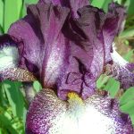 Iris 'Prince of Burgundy' Iris 'Prince of Burgundy'